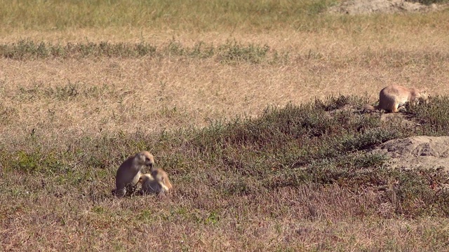 西奥多·罗斯福国家公园的黑尾草原土拨鼠视频素材