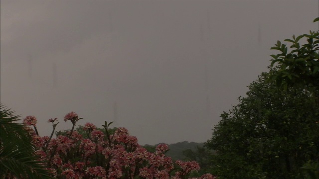 雨水落在茂密的丛林里。视频素材