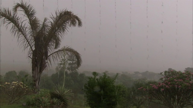 雨落在热带丛林上。视频素材