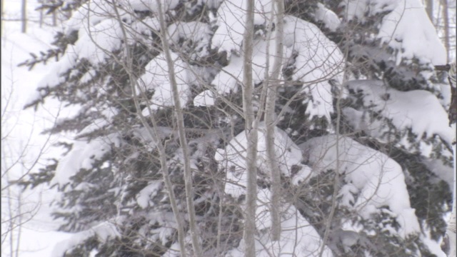 一名司机坐在他的越野车里，车陷在了山林的雪地里。视频素材