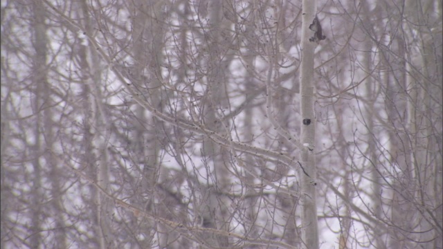 一名司机坐在他的越野车里，车陷在了白杨林的雪地里。视频素材