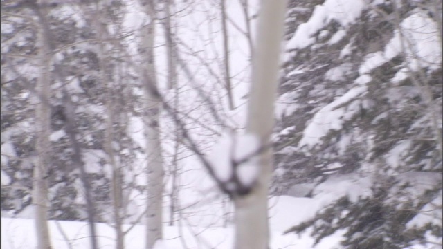 一名司机坐在他的越野车里，车陷在了白杨林的雪地里。视频素材