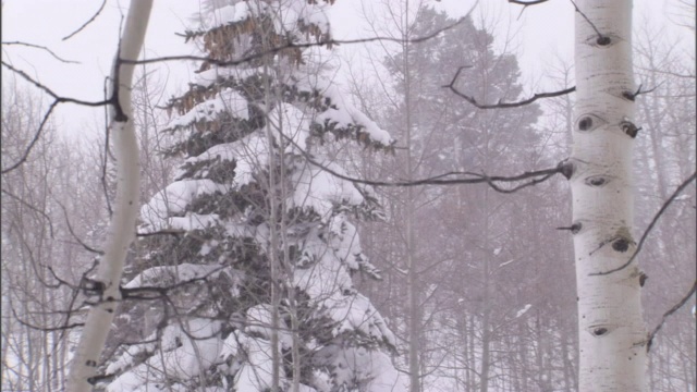 一场暴风雪把一辆SUV困在了雪堆里。视频素材