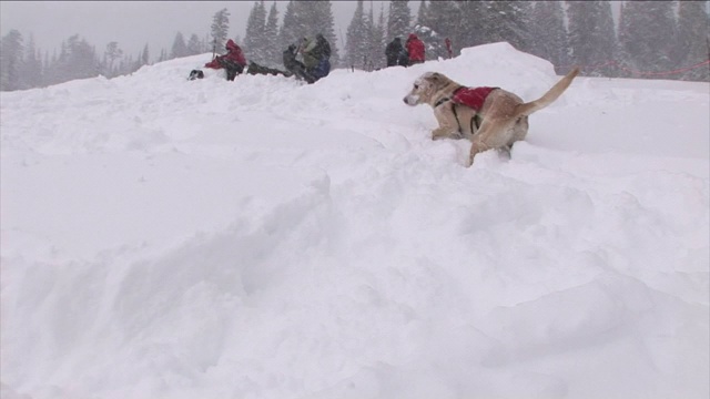 一只搜救犬在雪中嗅探和挖掘。视频素材