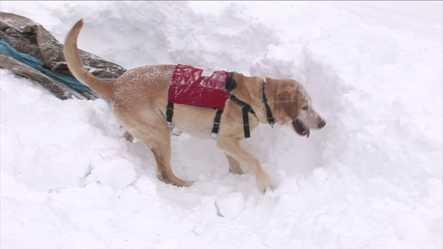 一只搜救犬在雪地里跳跃着，在滑雪者和滑雪杖附近嗅着、挖着。视频素材