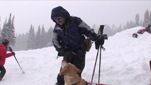 在滑雪者指向搜救犬的方向后，搜救犬跳跃着穿过雪地。视频素材