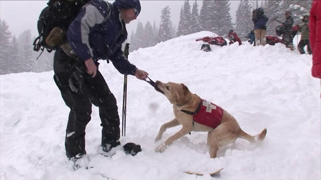 一只搜救犬耐心地等待着一个滑雪者从口袋里掏出一个玩具，他们在雪地里玩拔河。视频素材