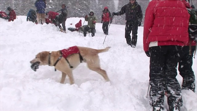 一只救援犬发现了一件埋在雪里的物品，这让它的驯兽师很高兴。视频素材