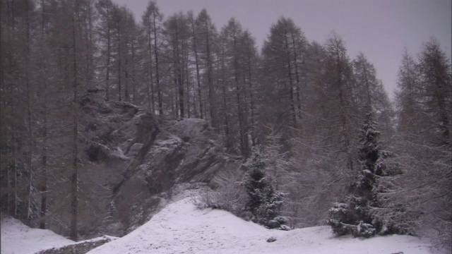 高大的树木生长在雪坡之间的空隙中。视频素材