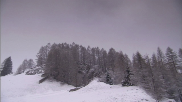 高树长在雪坡旁边。视频素材