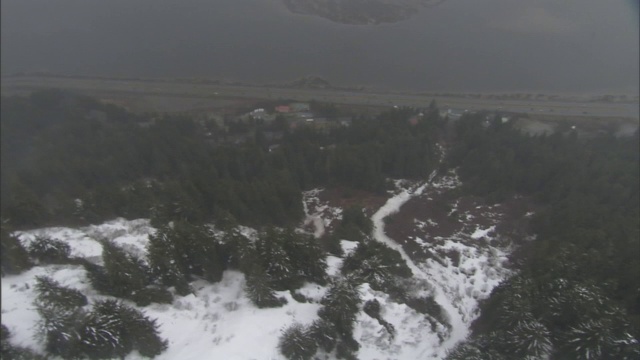 风把雪吹过密林。视频素材