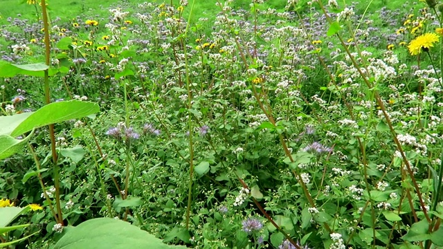 花田为昆虫。蜜蜂在向日葵。视频素材