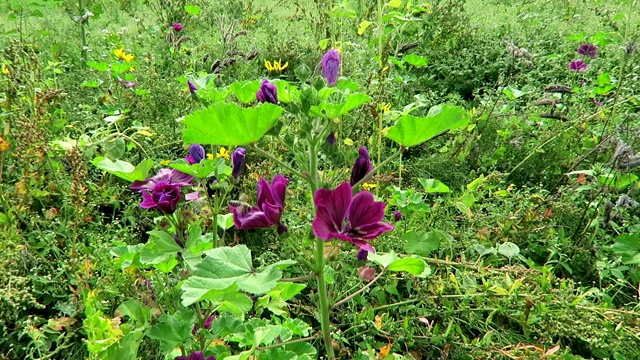 蜜蜂在锦葵花上为昆虫在农田。视频素材