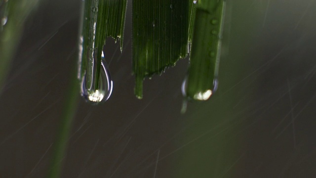 雨滴或绿色草地上的水滴的极端微距特写。慢动作拍摄。视频素材