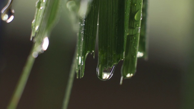 雨滴或绿色草地上的水滴的极端微距特写。慢动作拍摄。视频素材