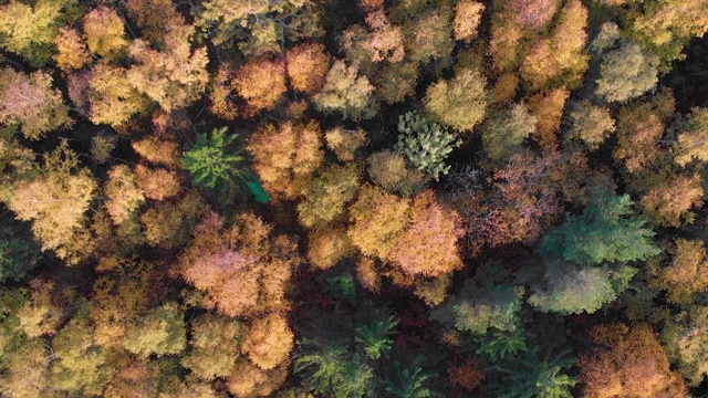 空中秋色森林，无人机拍摄。秋天橙色，绿色，黄色，红色的叶子树树林。鸟瞰图飞行在阳光明媚的日子里，令人惊叹的彩色树梢与明亮的树叶。视频素材