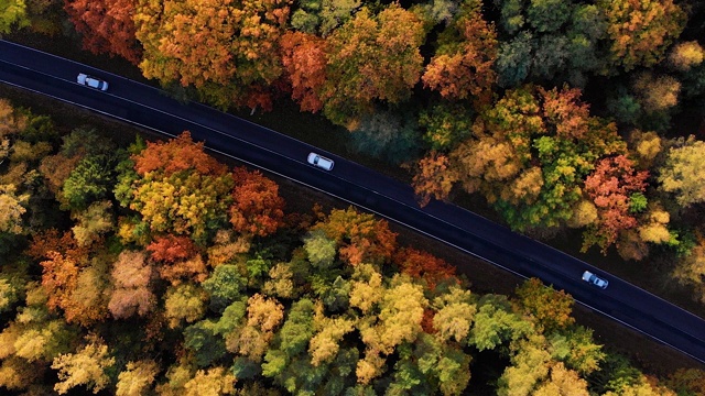 鸟瞰图森林道路在秋天与汽车。空中俯瞰笔直的道路与汽车在多彩的乡村秋天森林。秋天橙色，绿色，黄色，红色的叶子树树林。视频素材