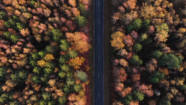 鸟瞰图森林道路在秋天与汽车。空中俯瞰笔直的道路与汽车在多彩的乡村秋天森林。秋天橙色，绿色，黄色，红色的叶子树树林。视频素材