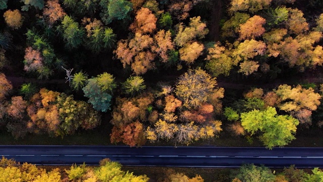 鸟瞰图森林道路在秋天与汽车。空中俯瞰笔直的道路与汽车在多彩的乡村秋天森林。秋天橙色，绿色，黄色，红色的叶子树树林。视频素材