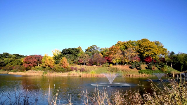 秋天的森林。湖。秋天的风景。真正的时间。韩国首尔奥林匹克公园视频素材