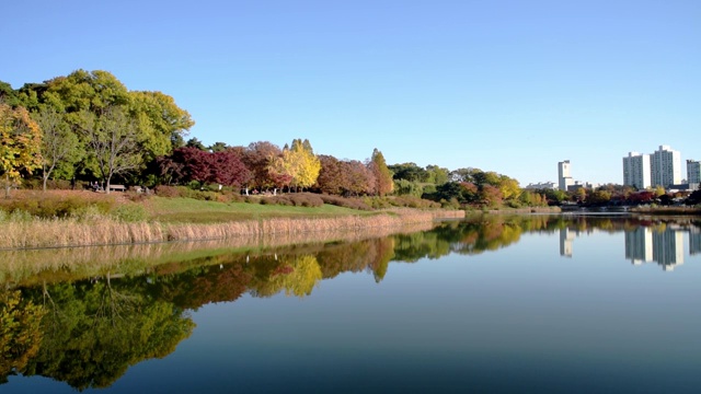 秋天的森林。湖。秋天的风景。真正的时间。韩国首尔奥林匹克公园视频素材