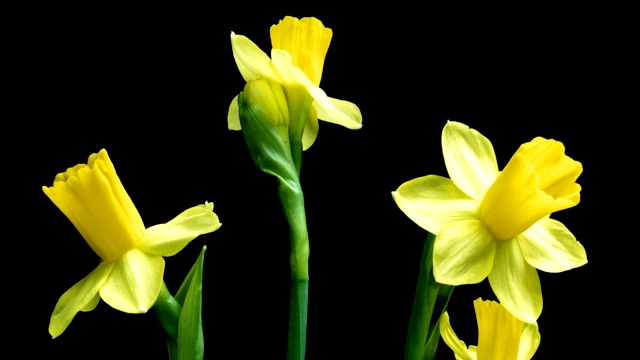 黄水仙花开了。黄春水仙时光流逝。黄水仙花盛开的时间流逝。盛开的水仙孤立的时光流逝视频素材