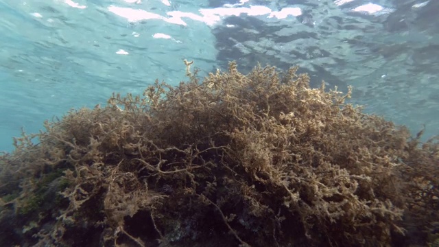 海与褐藻囊藻。水下拍摄视频素材