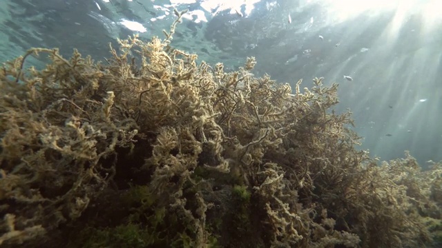 海与褐藻囊藻。水下拍摄视频素材