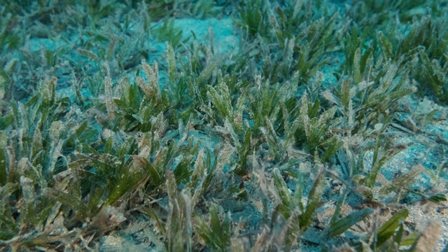 海床上覆盖着海草。镜头慢慢地向前移动。红海，马萨阿拉姆，埃及视频素材