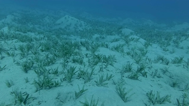 海床上覆盖着海草，背景是蓝色的海水。镜头慢慢地向前移动。红海，马萨阿拉姆，埃及视频素材