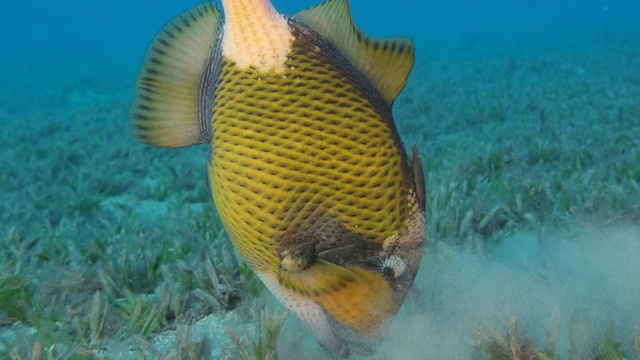 在蓝色的海水背景下，触发鱼捕猎冲刷出覆盖着海草的海床上的沙子。Titan Triggerfish (Balistoides virideses)， Reda Sea，埃及视频素材