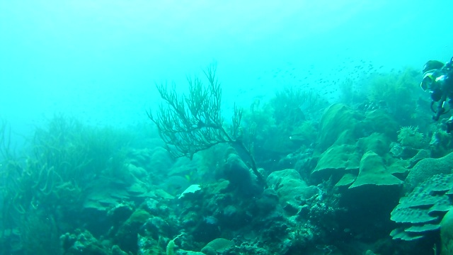 珊瑚生命加勒比海博内尔岛水下潜水潜水员录像视频素材