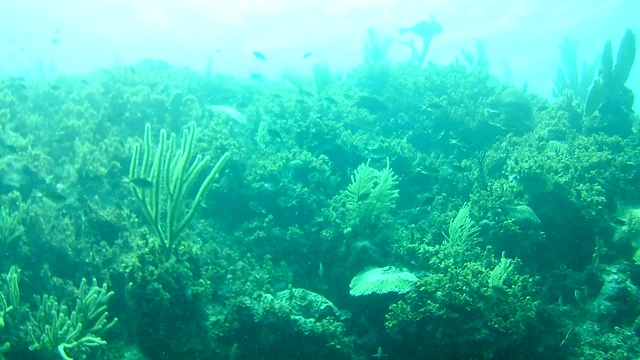 珊瑚生命加勒比海博内尔岛水下潜水潜水员录像视频素材