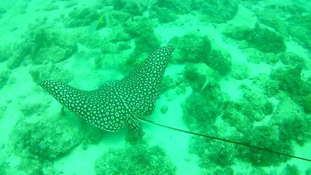 珊瑚生命加勒比海博内尔岛水下潜水潜水员录像视频素材