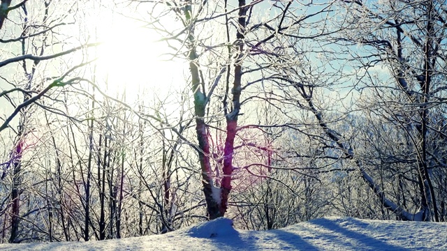 阳光明媚的冬日，树枝上结霜，森林里有雪视频素材