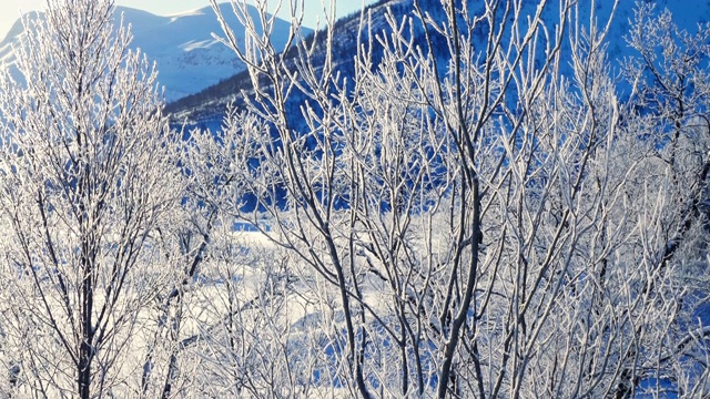 阳光明媚的冬日，树枝上结霜，森林里有雪视频素材