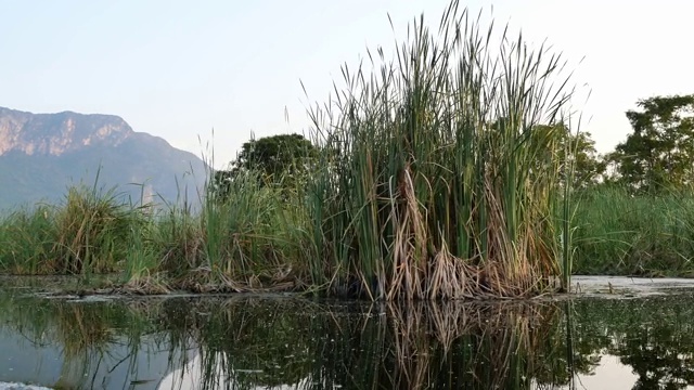 湖中有石灰岩山、岩壁、绿林和芦苇田视频素材