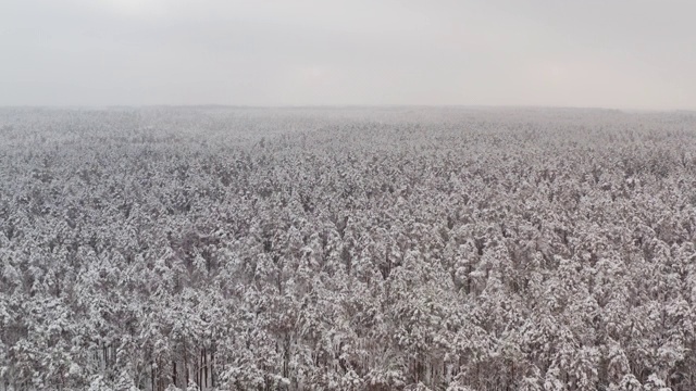 冬季森林视频素材