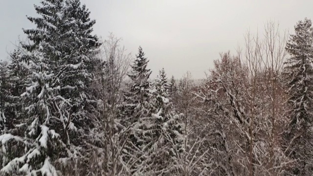 冬季森林景观视频素材