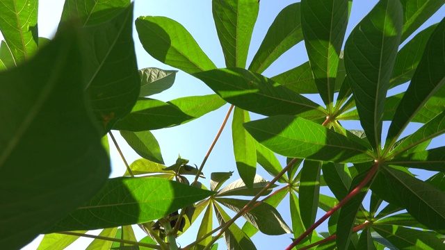 木薯在地里生长视频素材