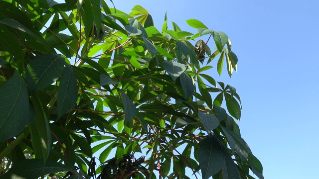 木薯在地里生长视频素材