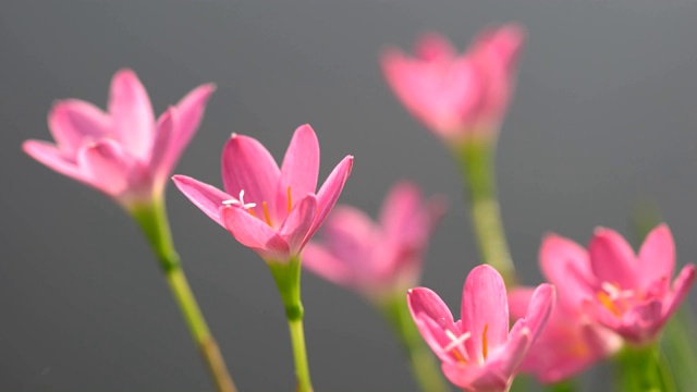 近距离的美丽的粉红色雨百合花视频素材