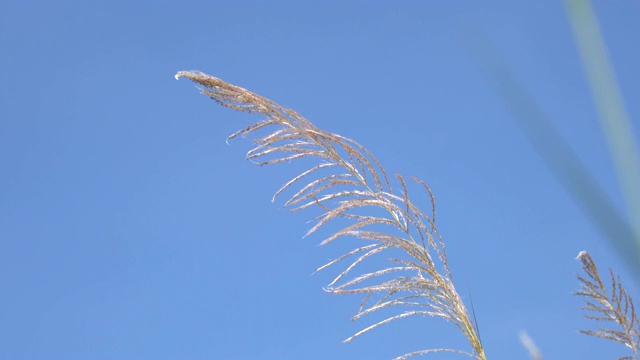 芦苇花对着蓝天的特写视频素材