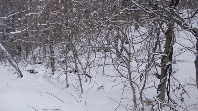 冰雪覆盖的冬日森林视频素材