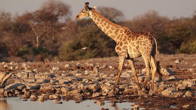 一只正在喝水的长颈鹿(长颈鹿camelopardalis)，纳米比亚Etosha国家公园视频素材