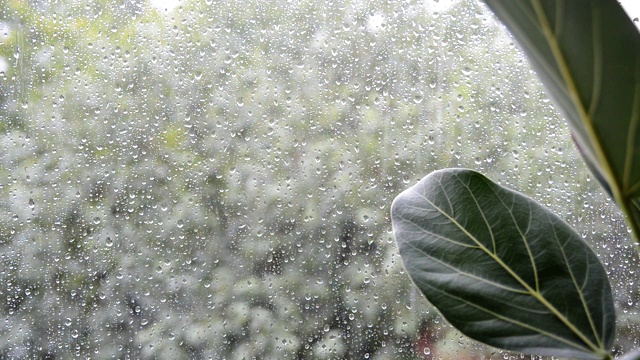 室外阴雨天气下的榕树叶子视频素材