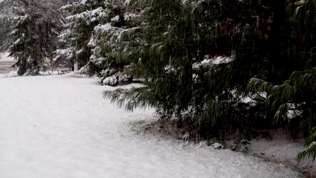 冬天森林里的雪覆盖着路，树上的雪模糊地飘落着雪花视频素材