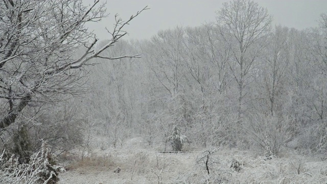 冬天与森林模糊飘落的雪花白天下雪视频素材