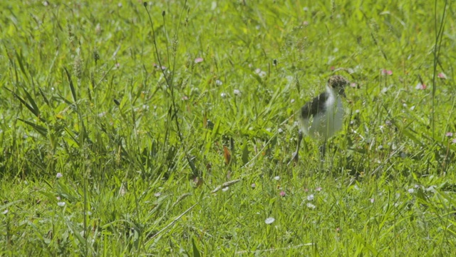 蒙面田凫小鸡(Vanellus miles)视频素材