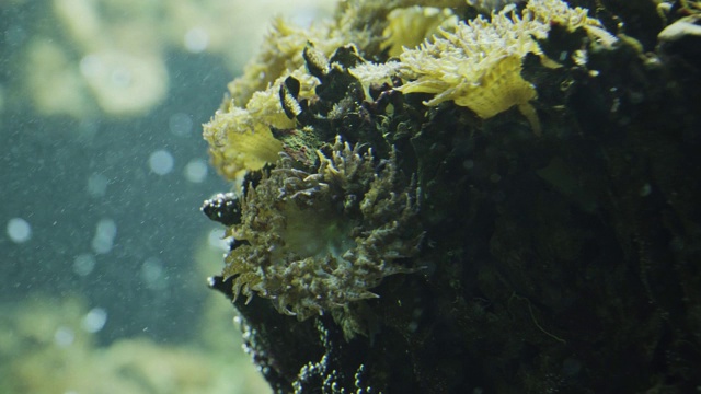 近距离观察热带珊瑚的大型水族馆视频素材